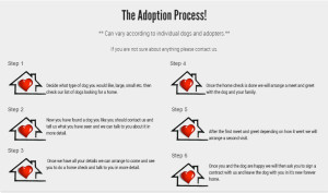 adoption-blog