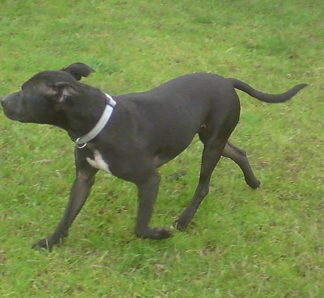 Loving Homes Dog Rescue Orkney Loving Homes Dog Rescue Orkney