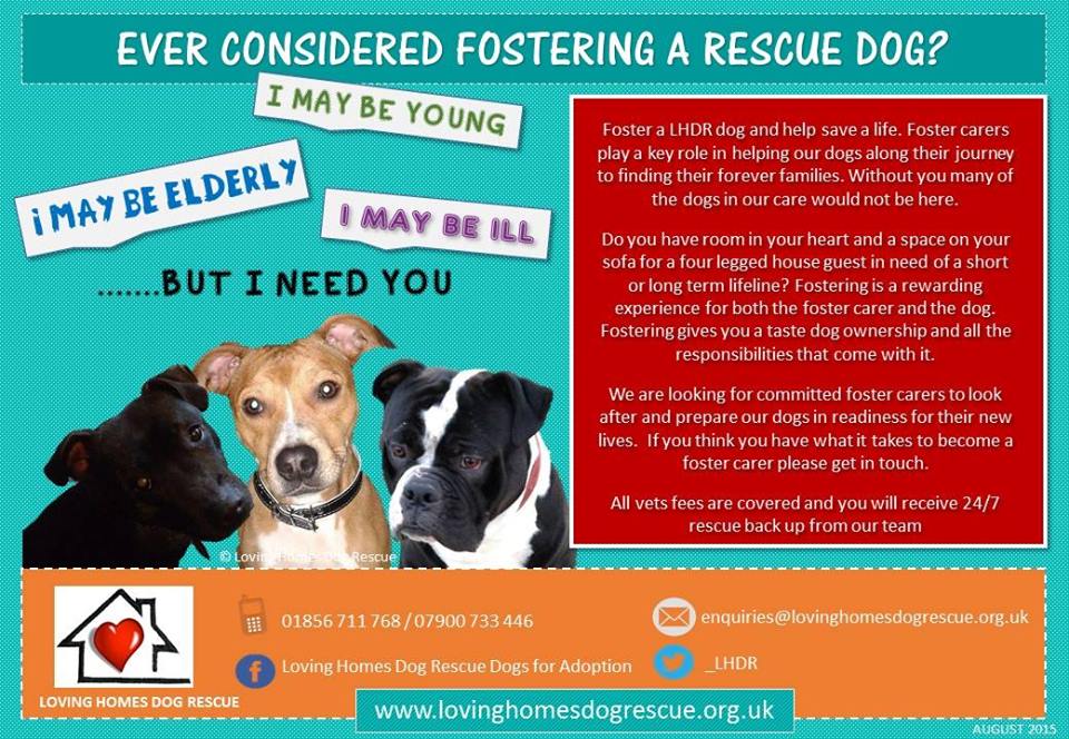 Foster Homes For Dogs Uk Foster Homes For Dogs Uk